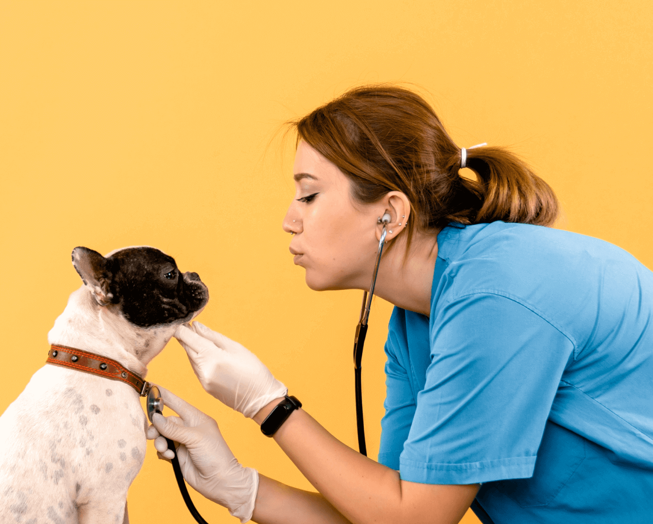 Inside the Pet Connection clinic