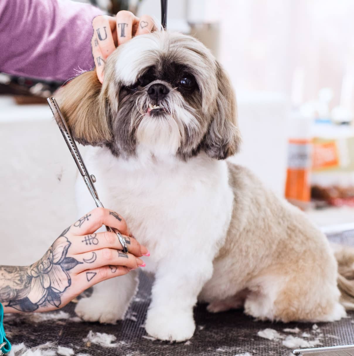 Pet care article
